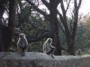 Cool monkeys * 640 x 480 * (75KB)